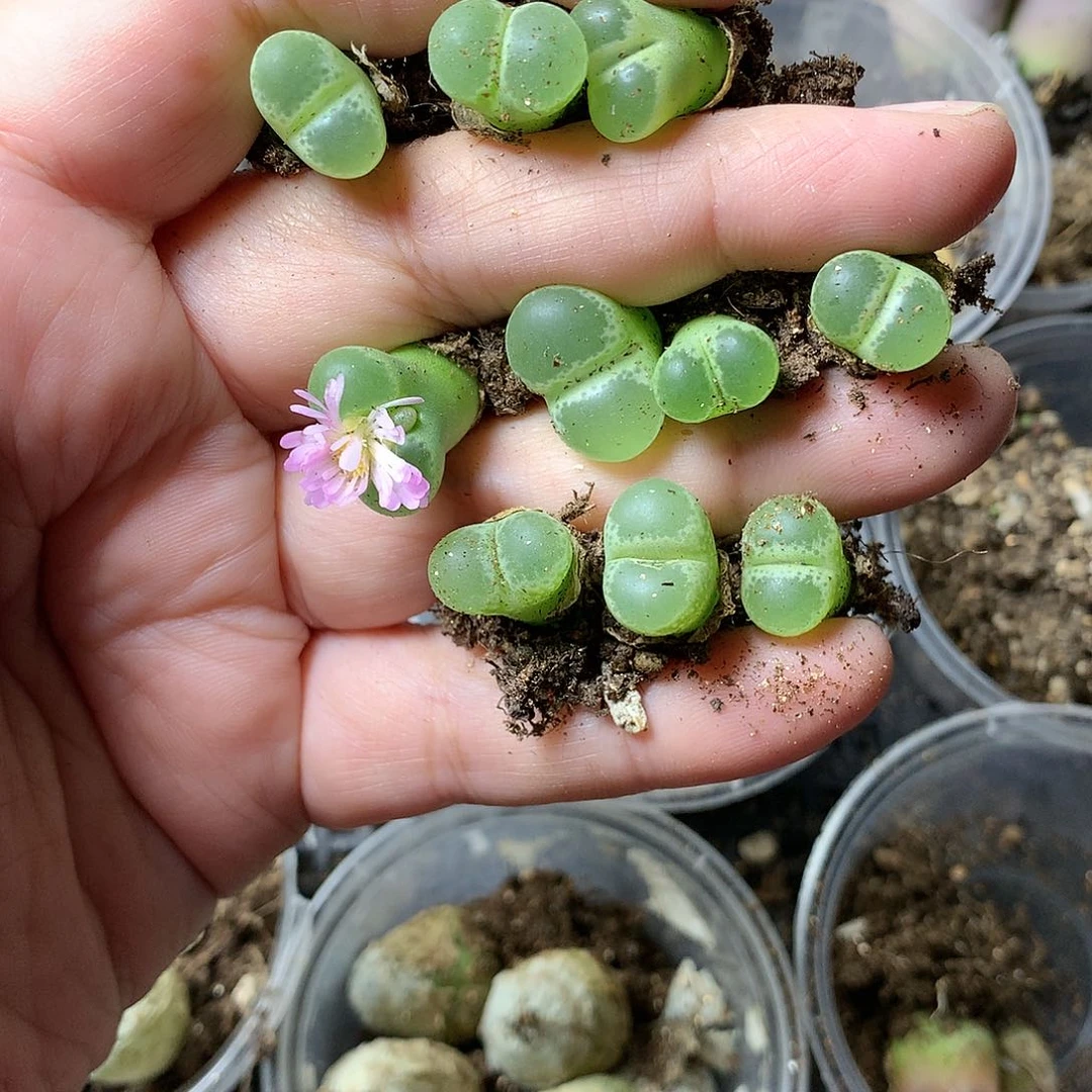 A**aK465多肉植物保护