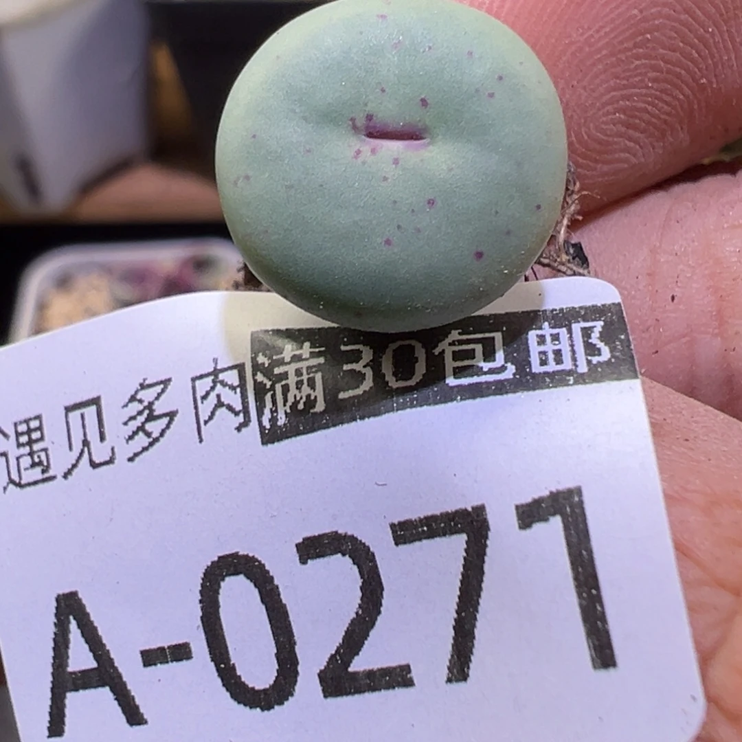 多肉植物111111111111111