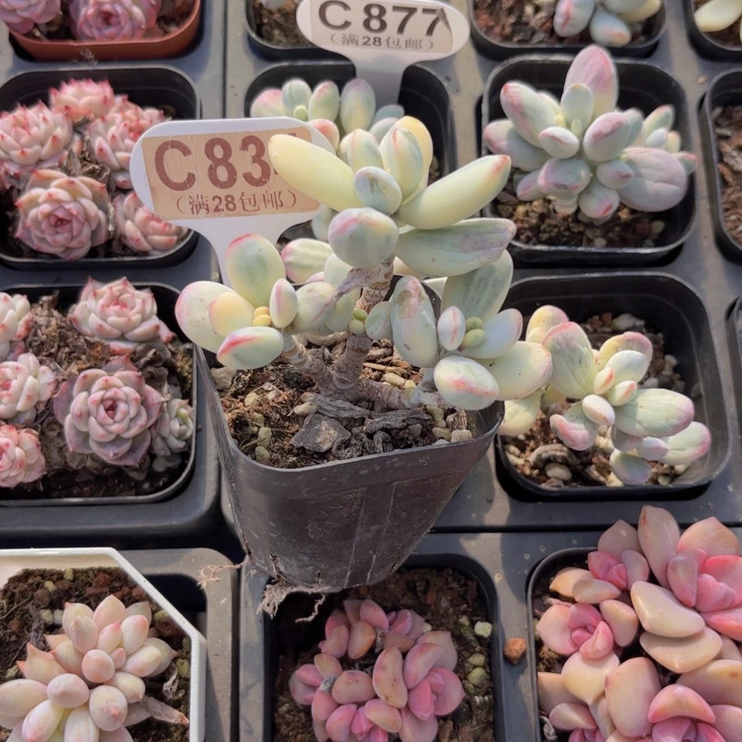 C834乒乓锦一物一拍