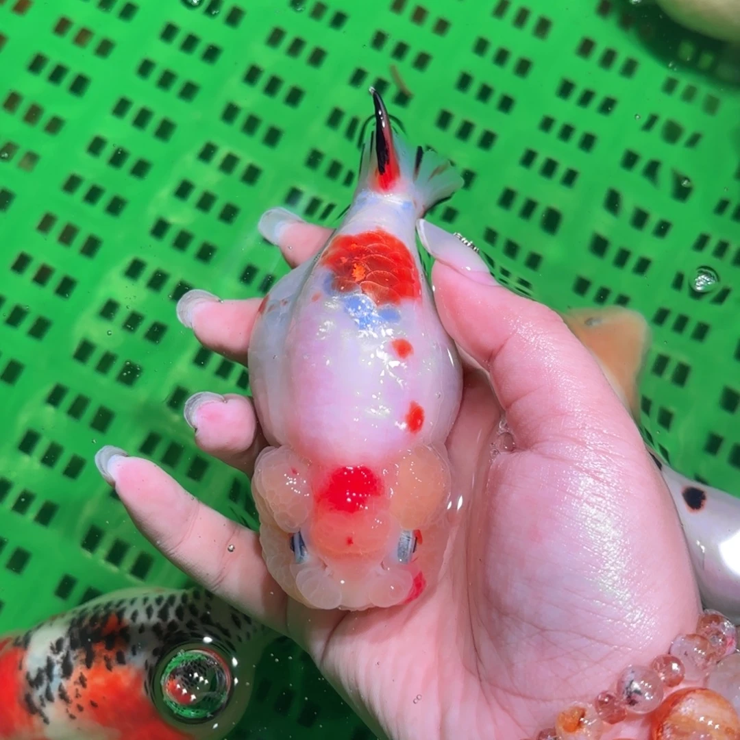 M***o金鱼两条包邮圆通