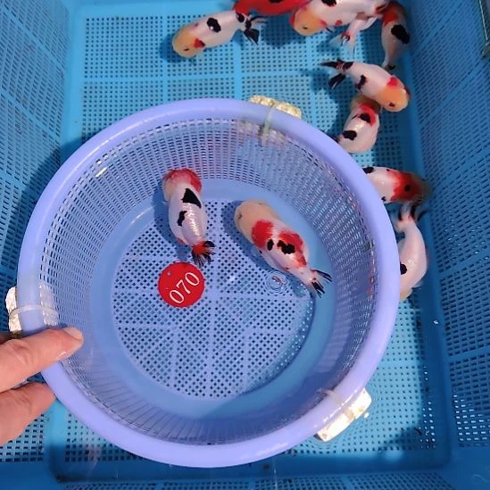 金鱼070兰寿两只特价顺丰包邮