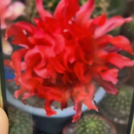 彩草红卷卷5公分左右