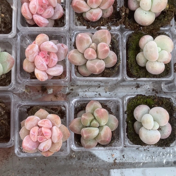 仙女。 咖啡。蛋黄。 乘以3。包邮