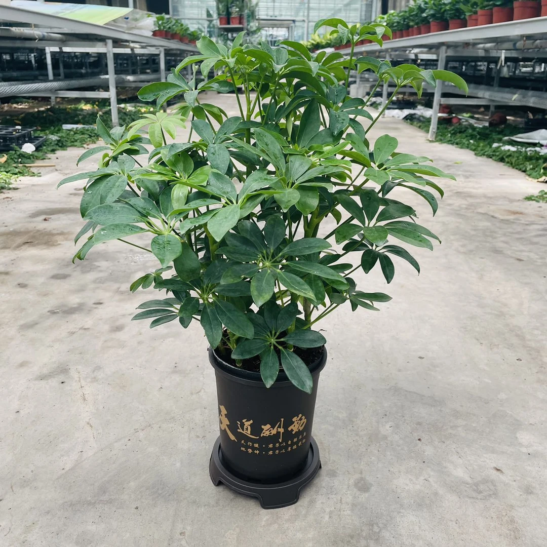 新疆包 鸭爪木八方来财原盆发货高度45cm左右新疆农业博览园培育