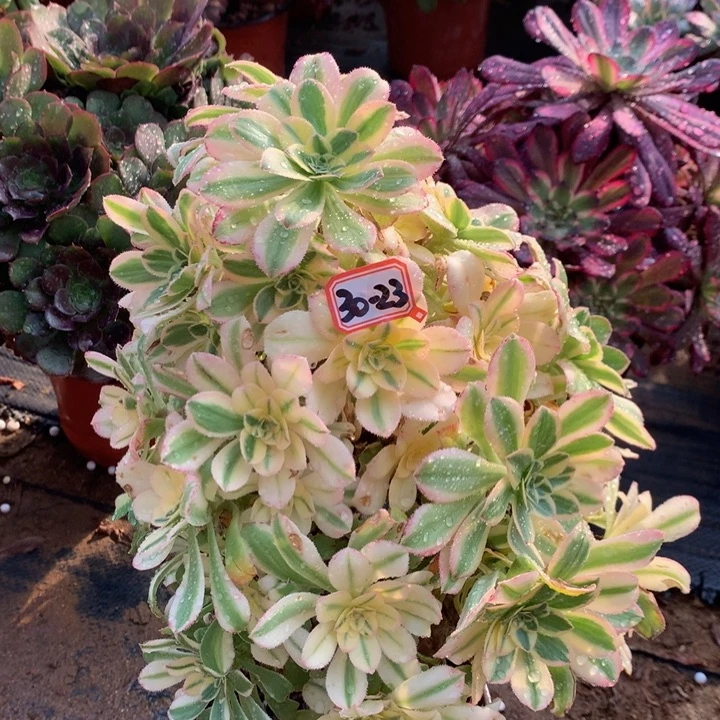 艳日伞多肉植物30-23