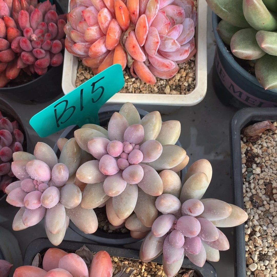 粉色恋人7272727277272