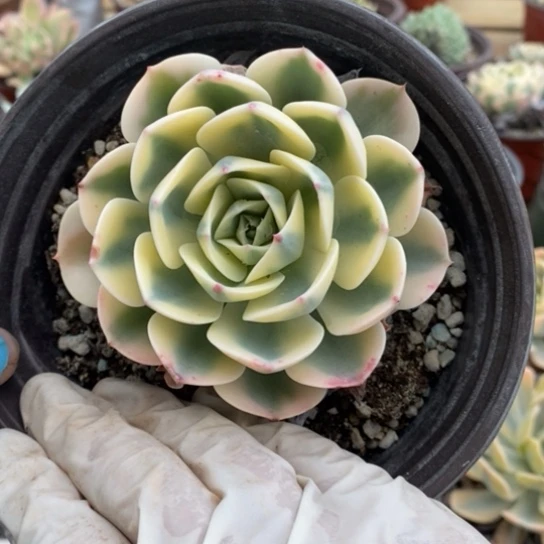 玉蝶锦锦一一一一一一一一一一一