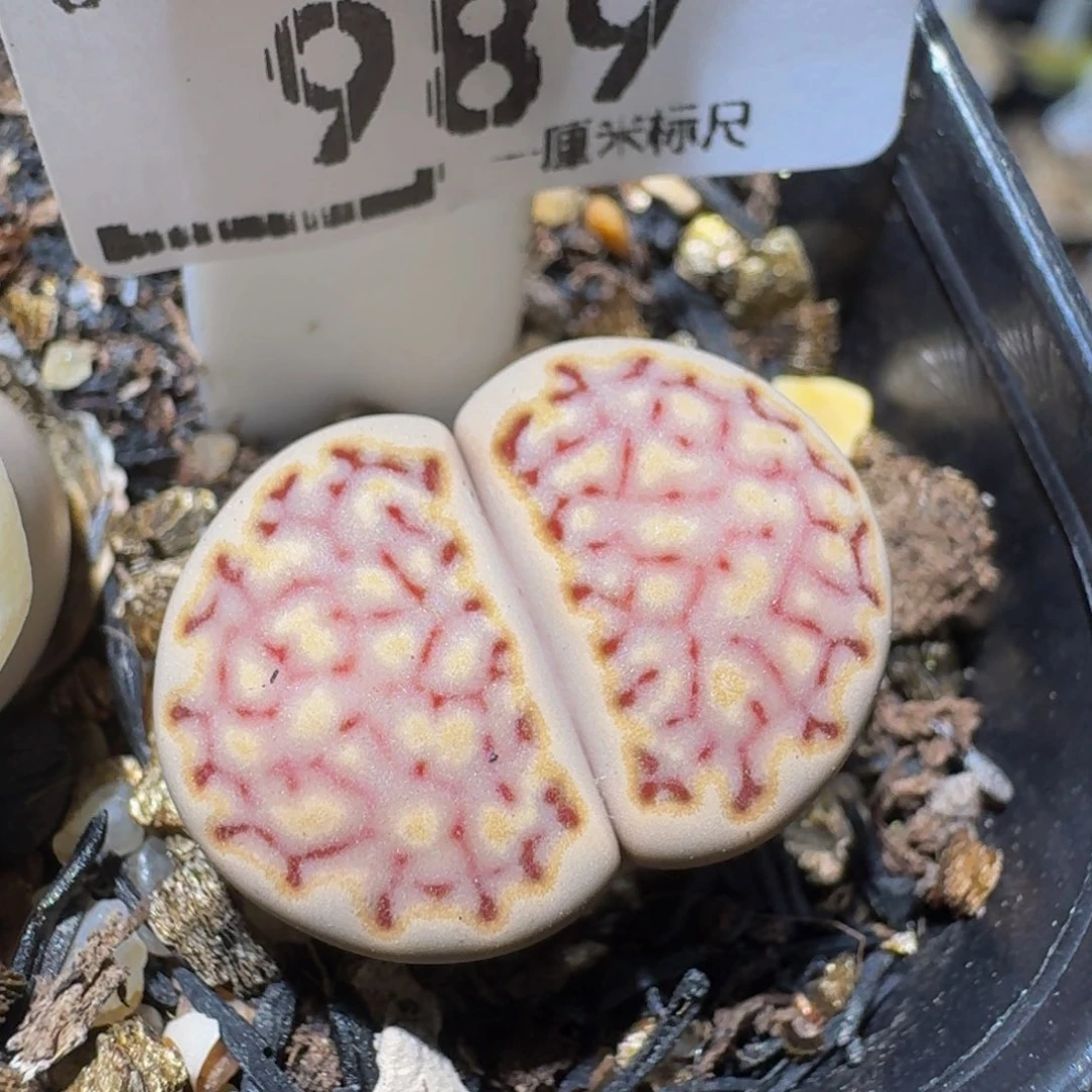 Zzzx生石花肉锥989