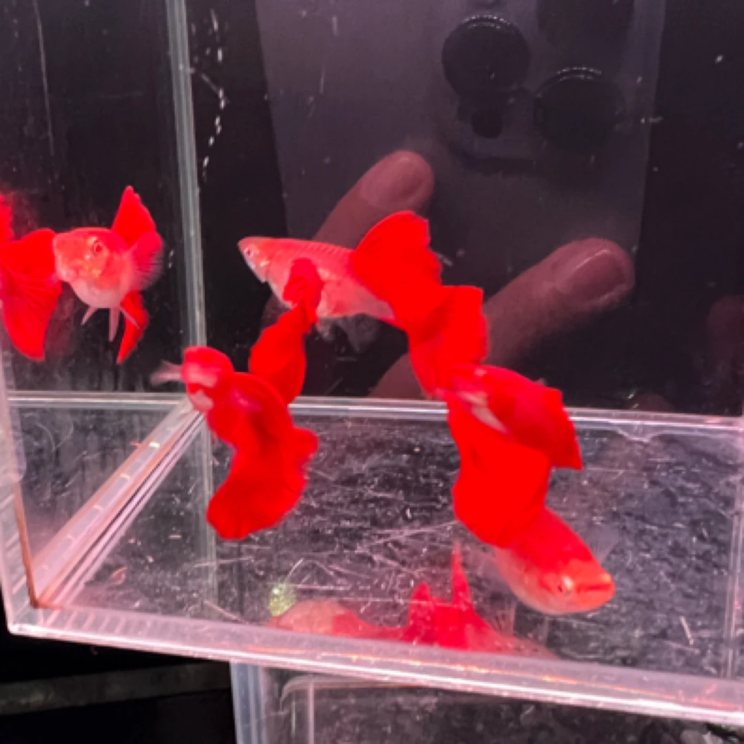 超血孔雀鱼精品高端鱼小型热带鱼淡水鱼