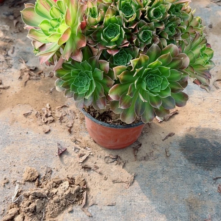 601韶华多肉植物