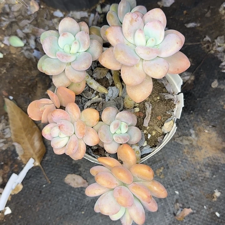 甜***歌多肉植物一物一拍随单洛神735