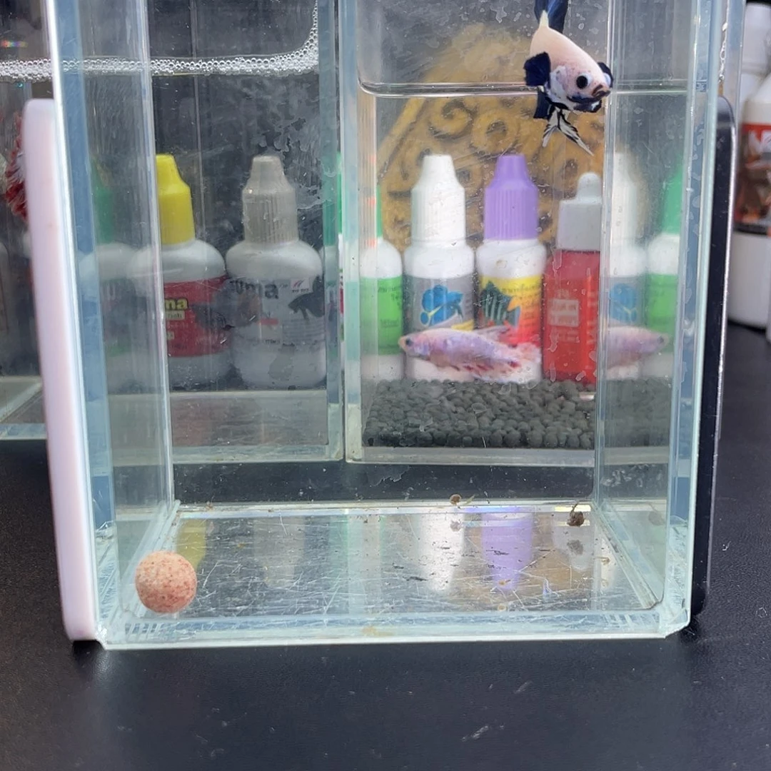 斗鱼5号118早青花