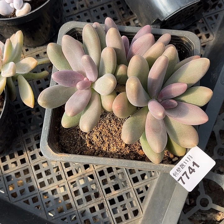 阿雅园艺。       7741糖果美人