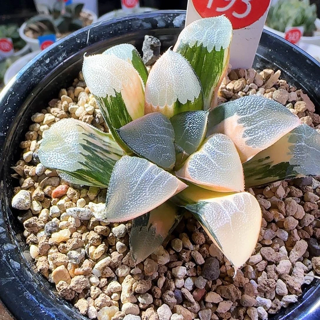193号丸叶克锦一物一拍带盆土