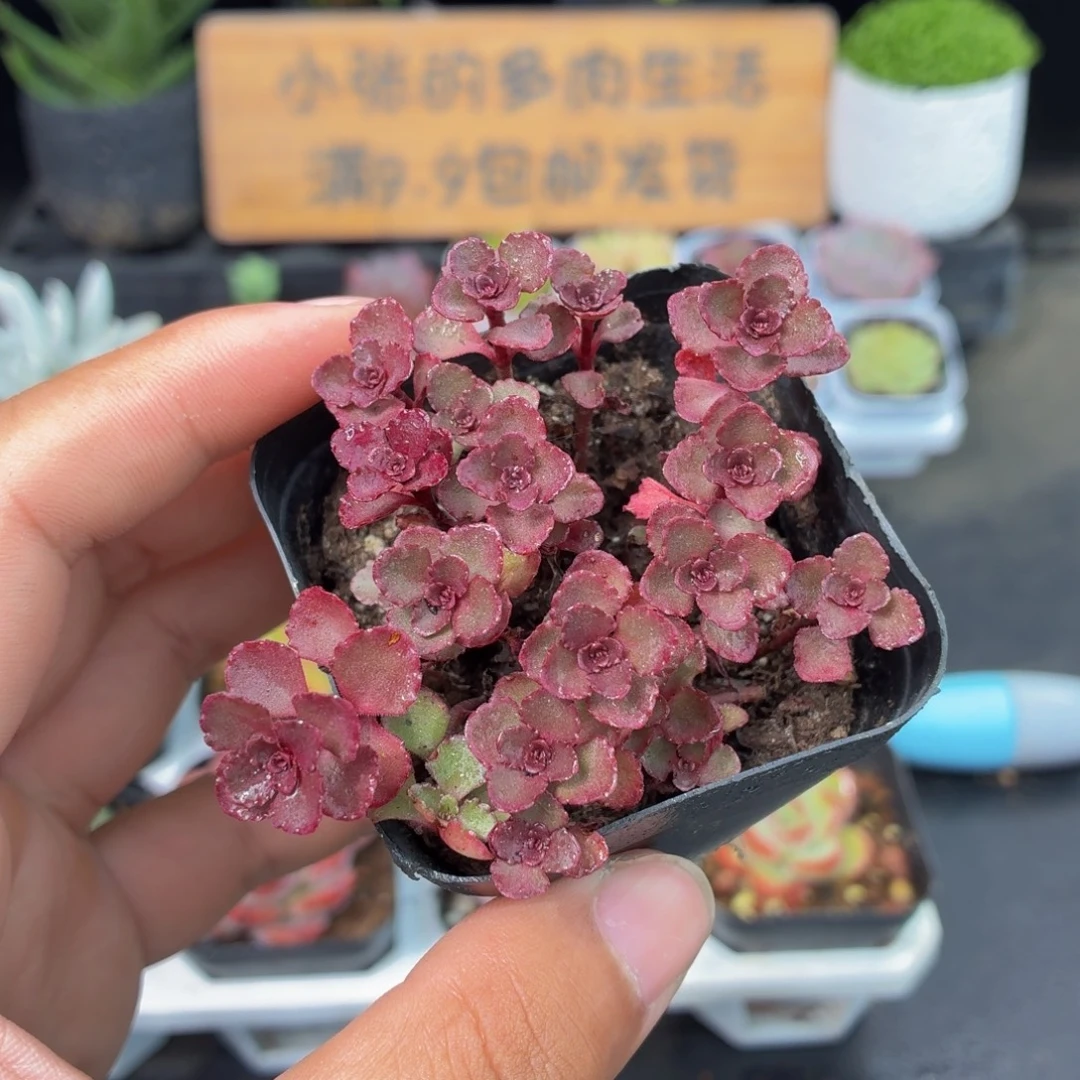 小球玫瑰多肉9.9包邮发货