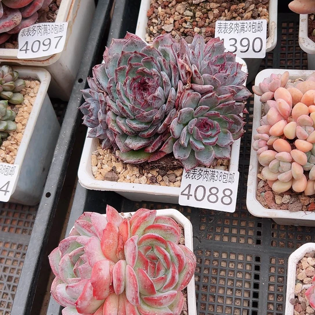 有****无花朵多肉一物一拍植物4088