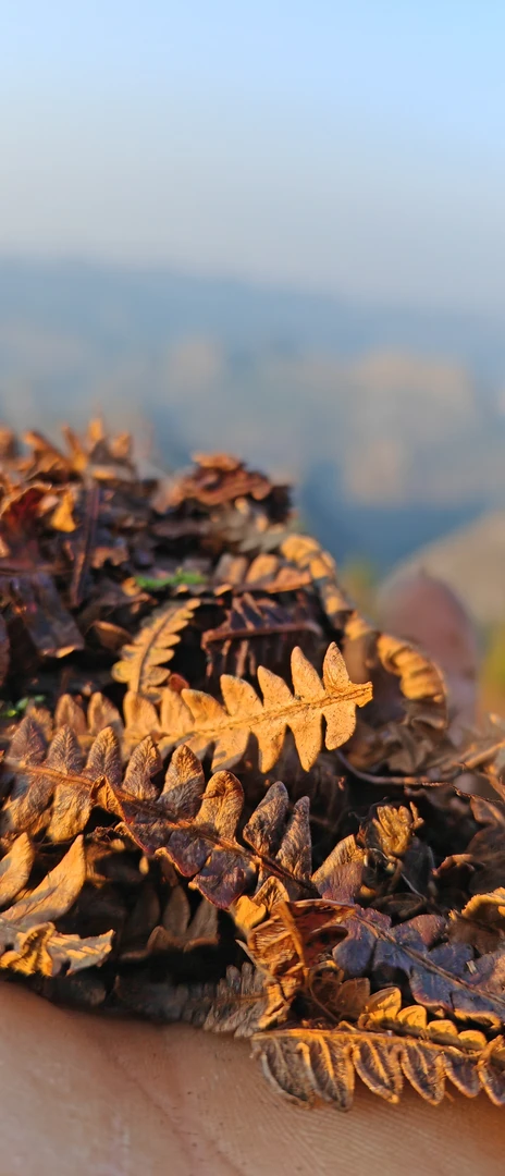 撅杆撅叶，自然腐熟