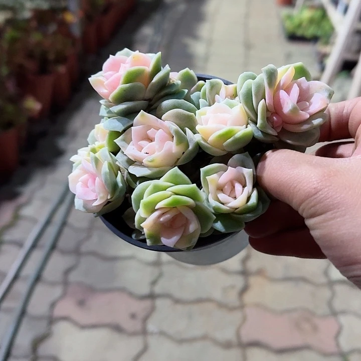 可爱玫瑰锦多肉植物