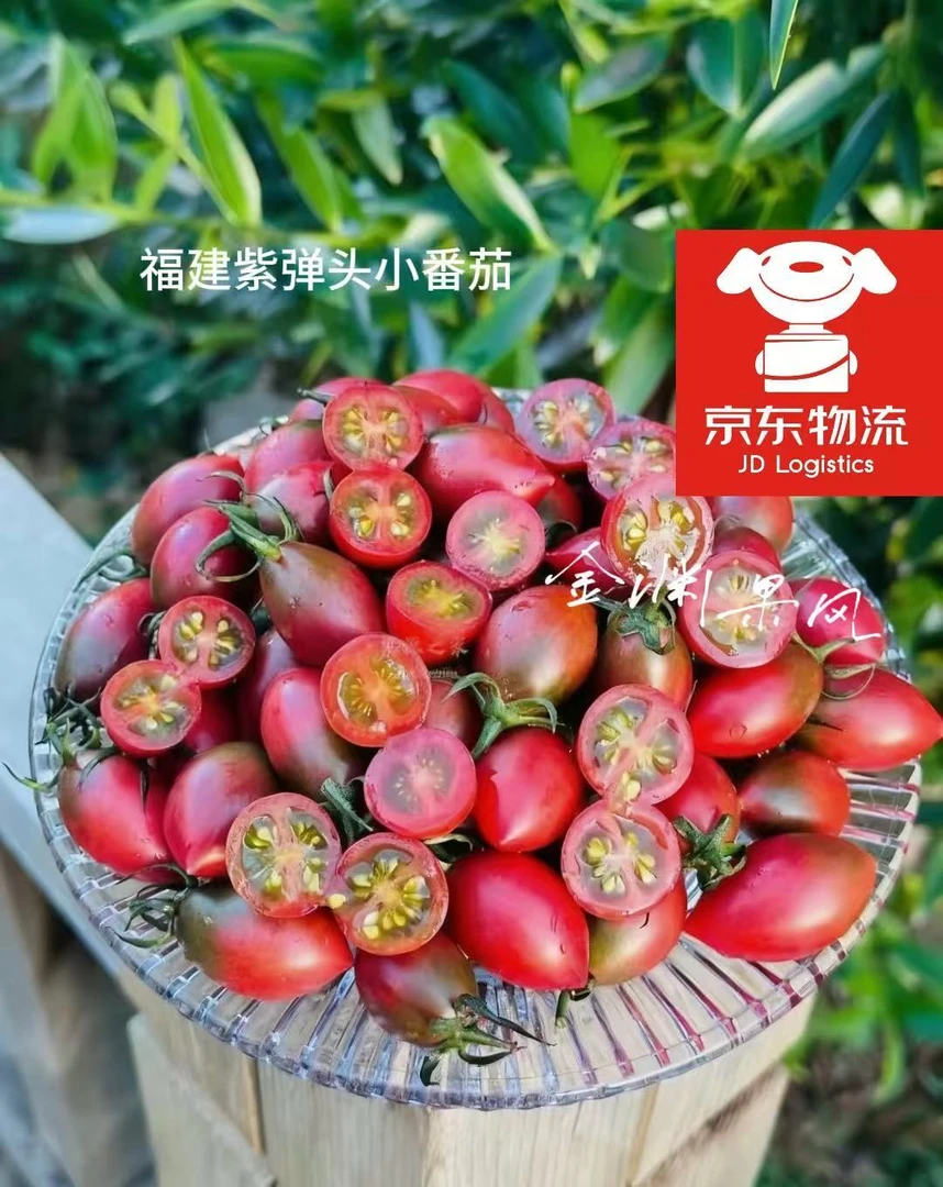 【京东包邮】福建露天紫弹头小番茄圣女果樱桃西红柿孕妇新鲜采摘