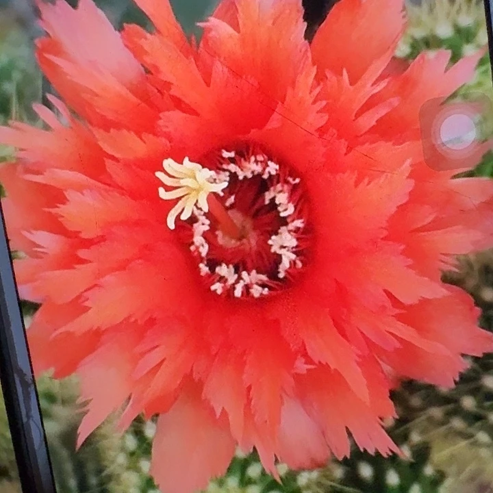 超级橙根高14公分弯毛花柱