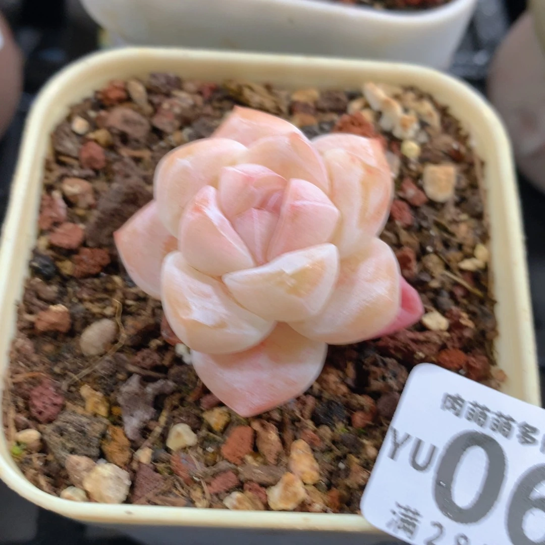 肉萌萌拇指盆精控多肉YU068