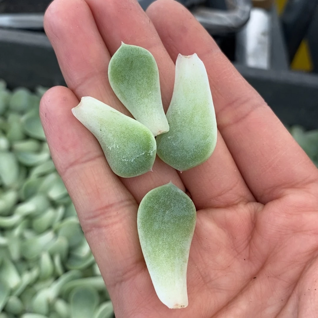 纯叶片甜心208-1一片多肉叶子
