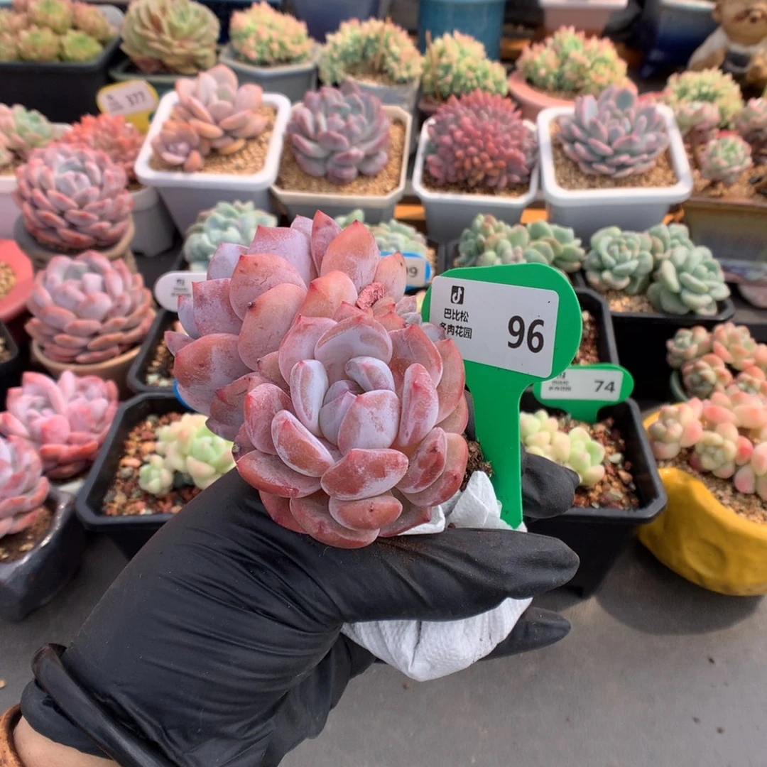 …***96 橙梦露多肉多肉