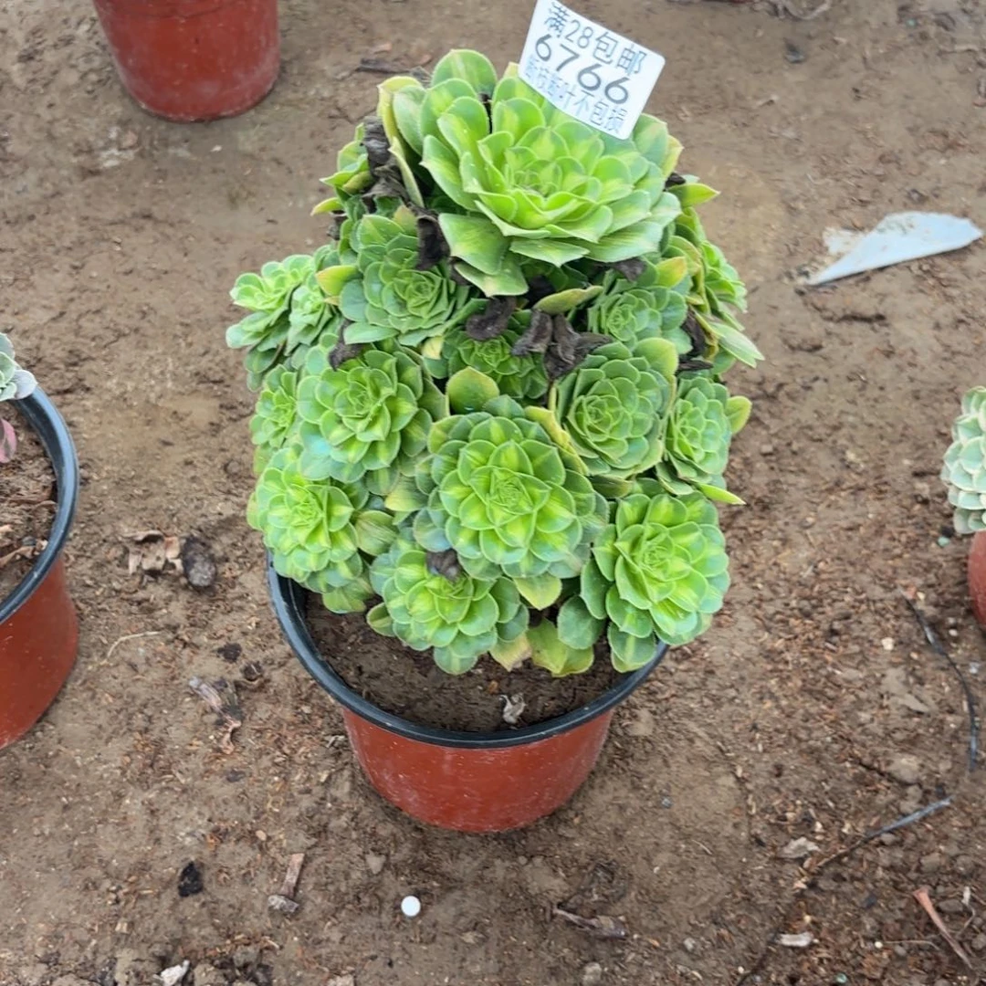 P. 6766翡翠琉璃有断枝多肉