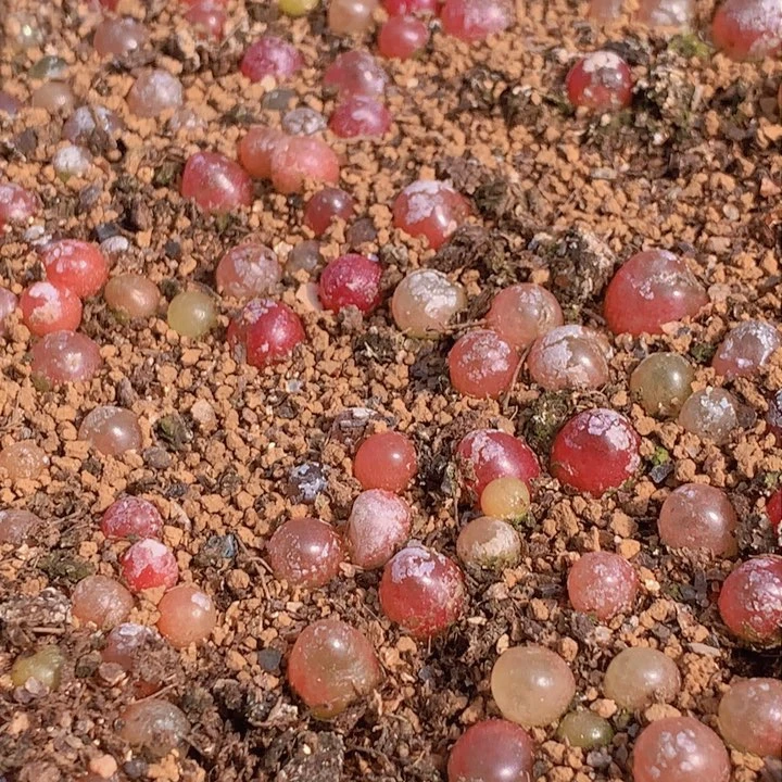 4585555566656655668868868665