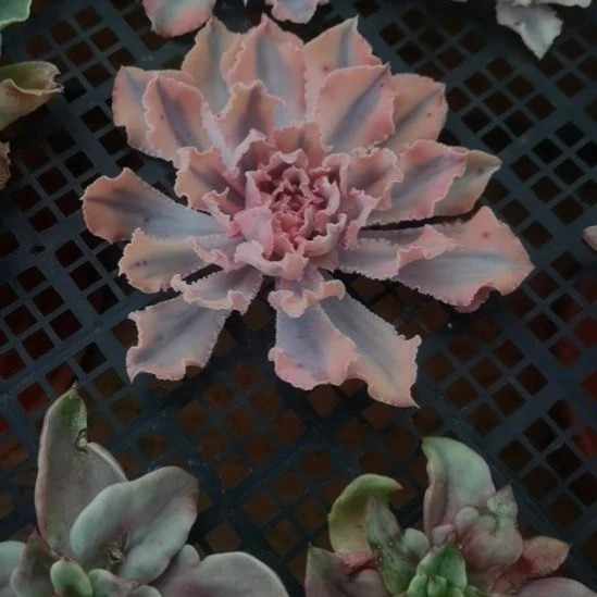 晚霞之舞白覆轮锦砍头