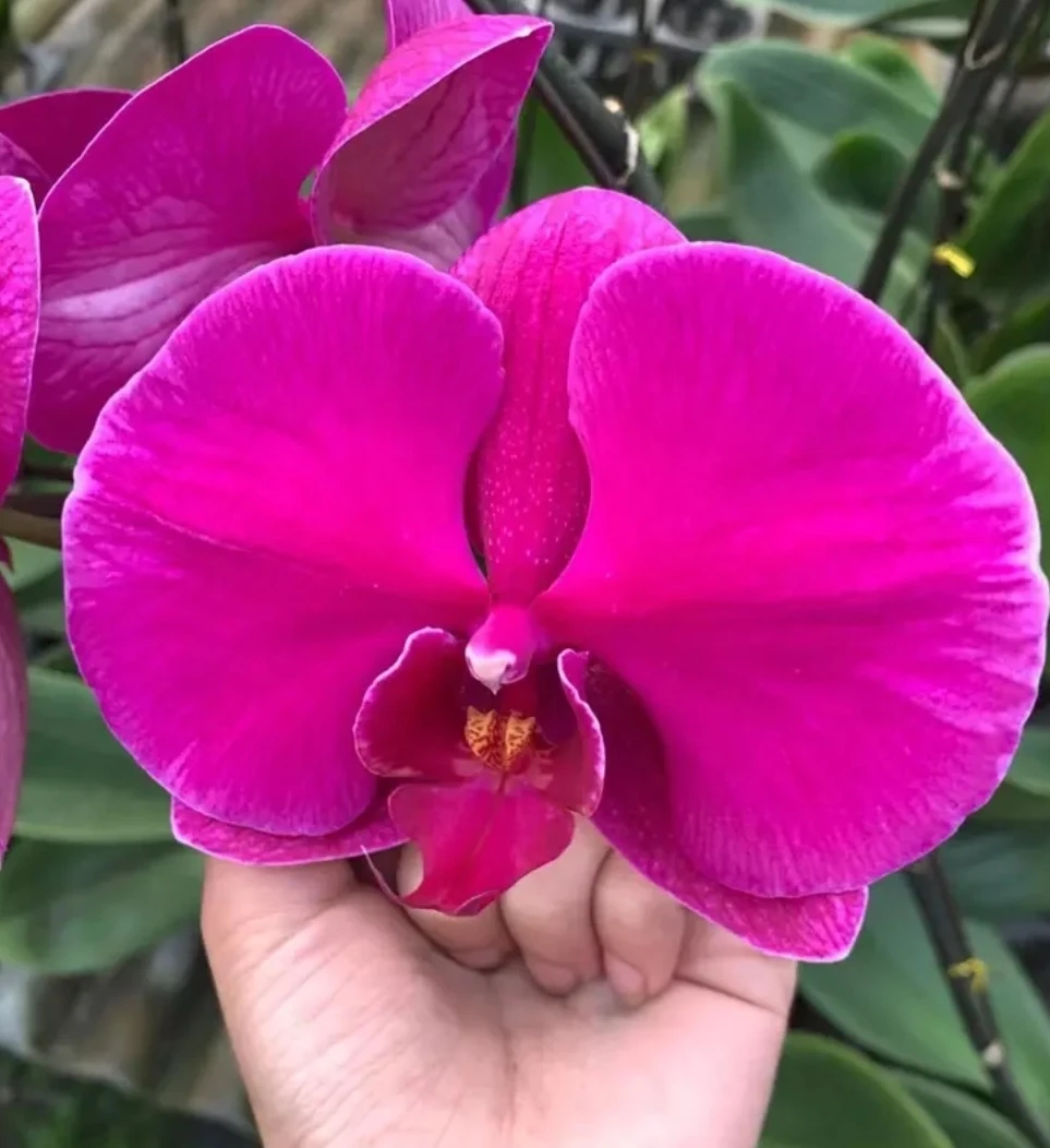 【特大花处理】【超群九号3.5杯】【一颗不发】无花剑叶片瑕疵蝴蝶兰