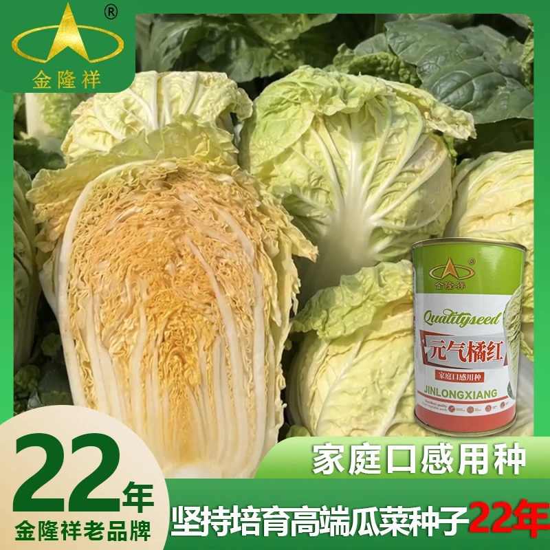 元气橘红营养黄心白菜种子农家菜园家庭阳台蔬菜种籽金隆祥老品牌