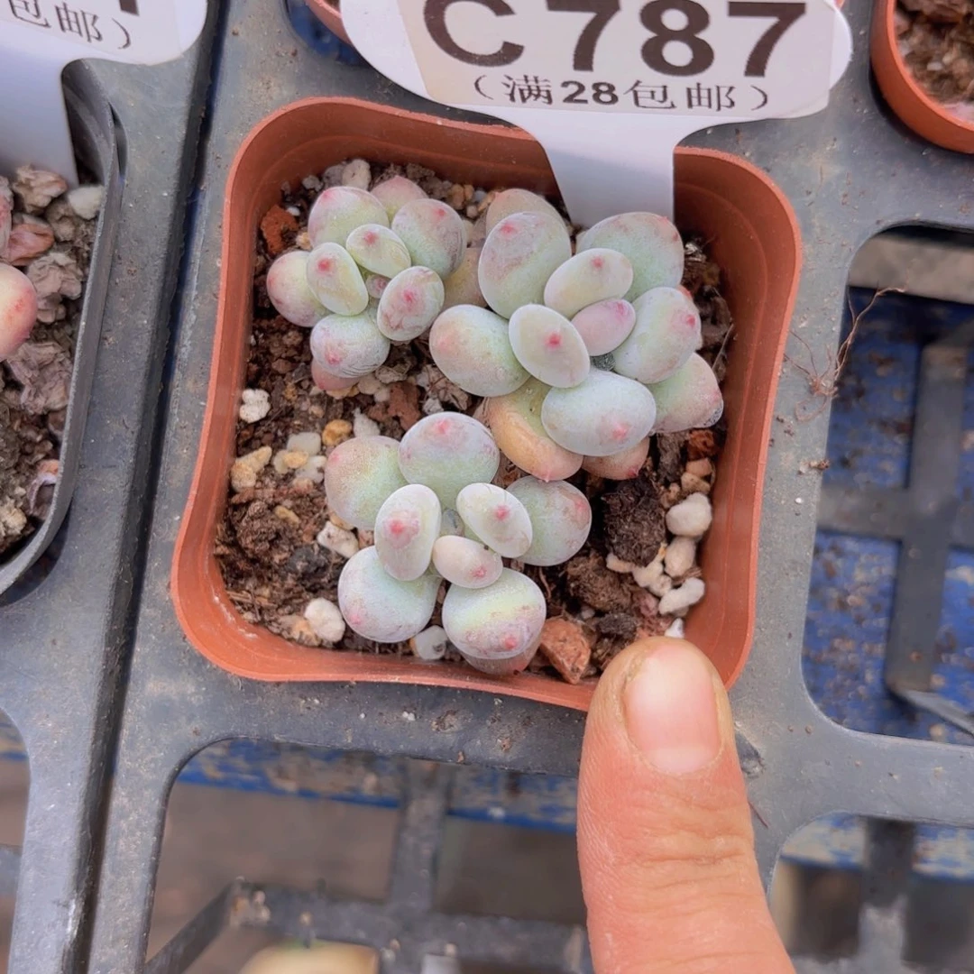 C787莺火虫一物一拍