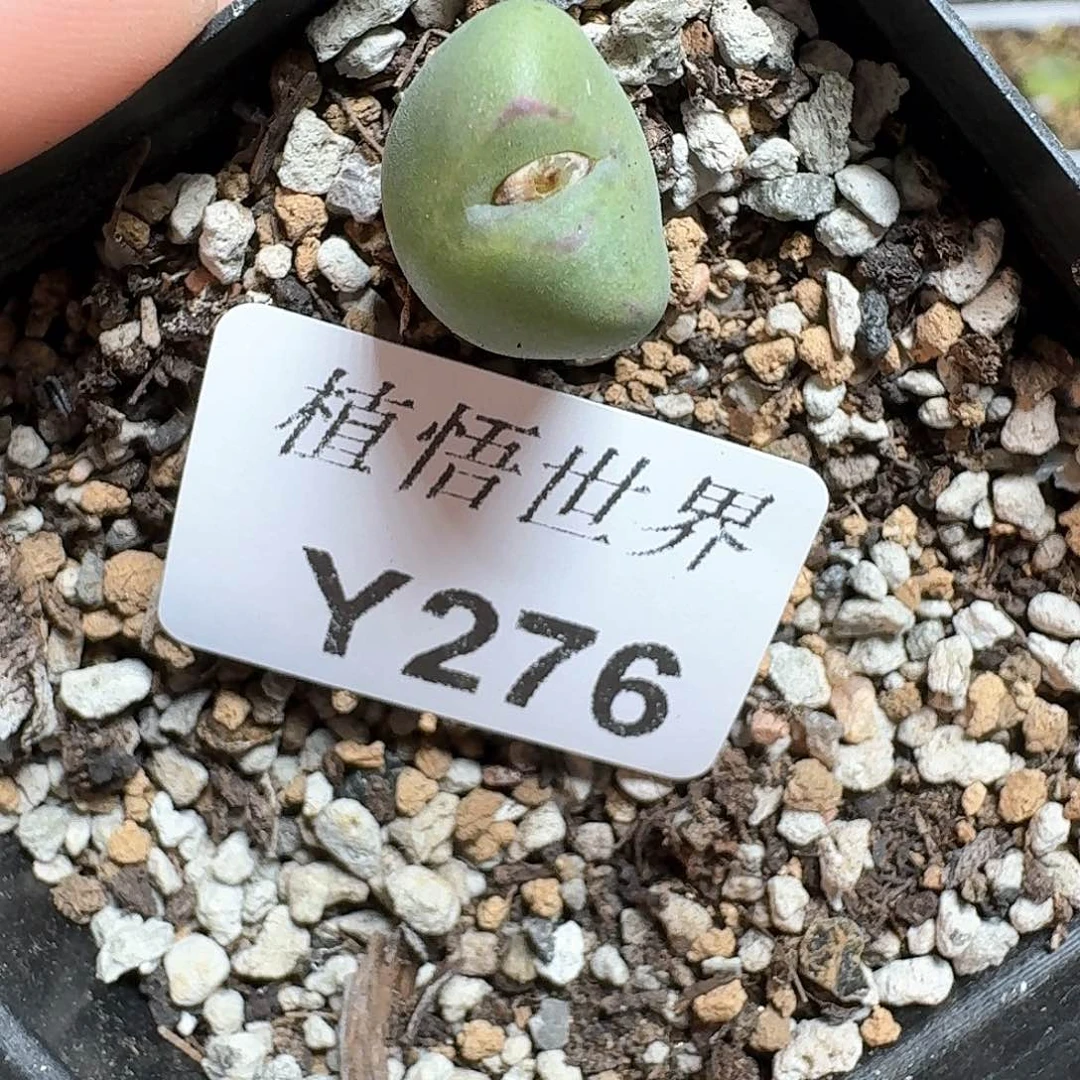 276）号多肉植物哇c f