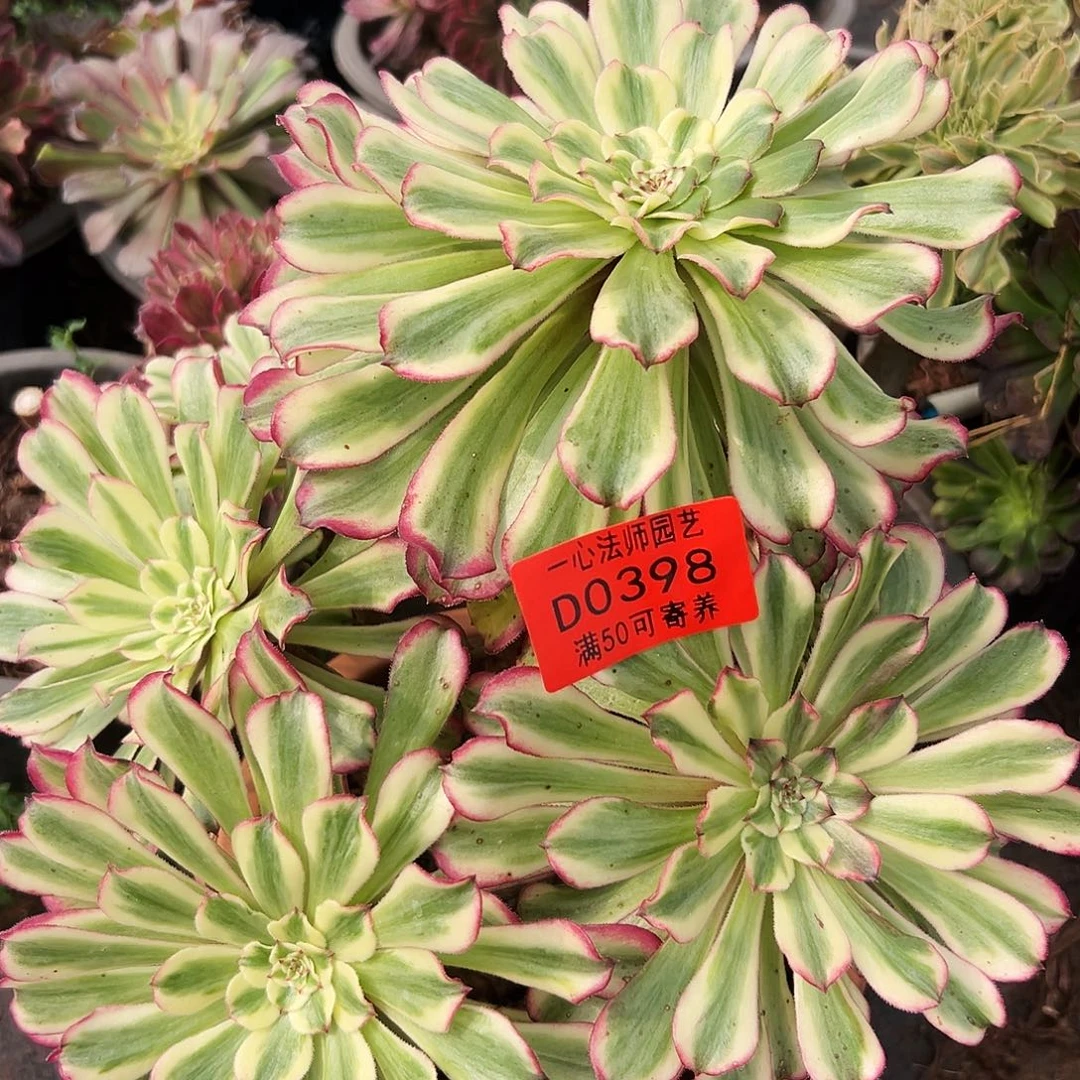 0398多肉植物波澜