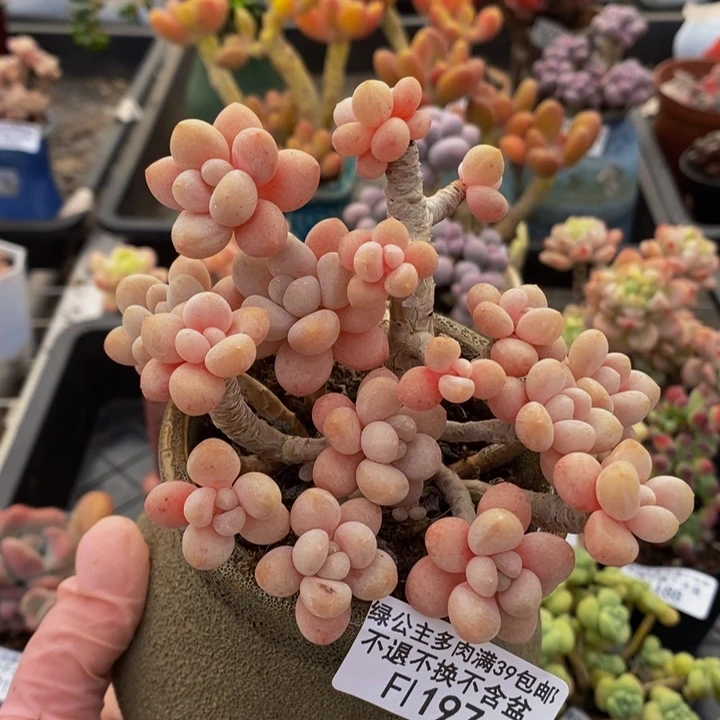 鱼子酱老桩8cm197多肉植物