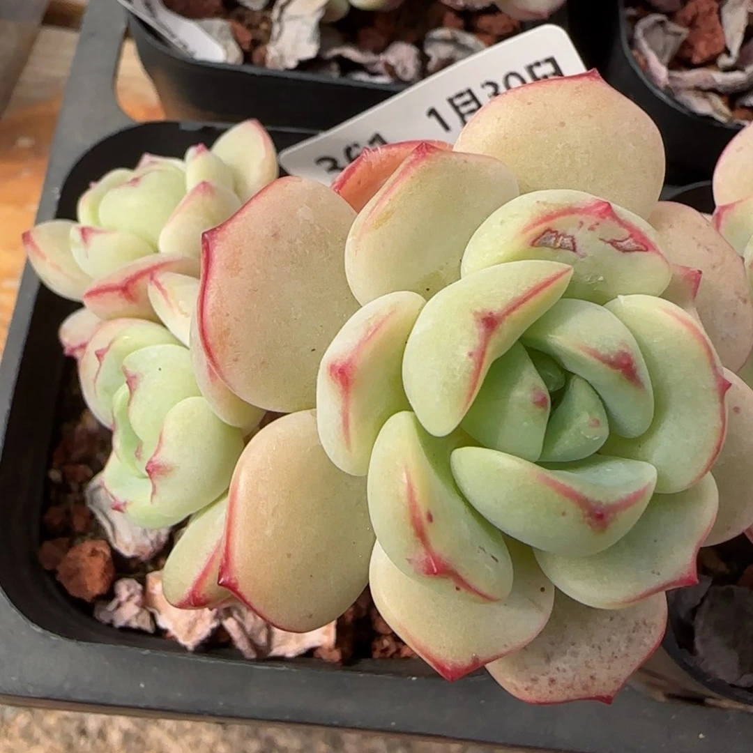 花语逸镜0130-361