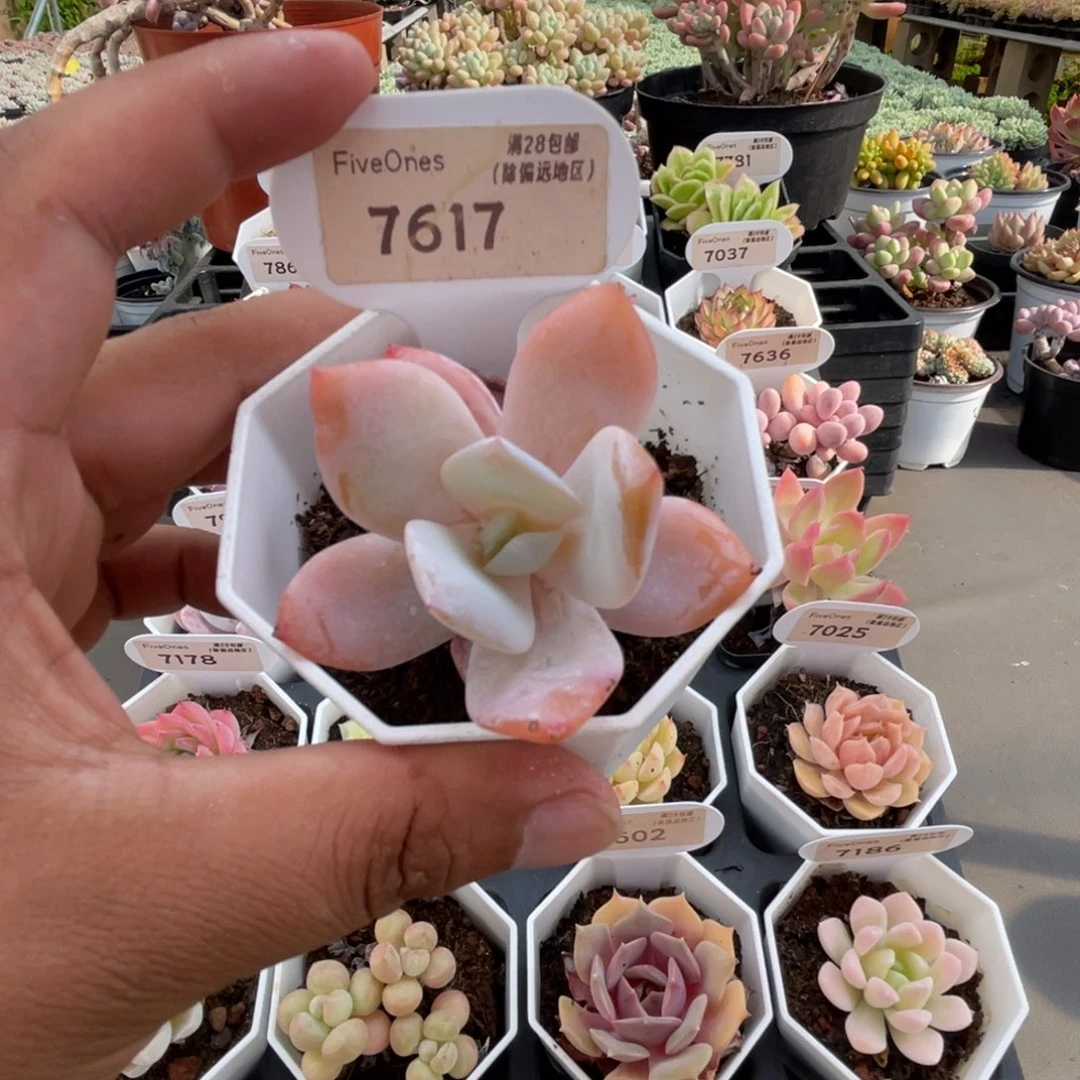 7617奶茶4.0厘米