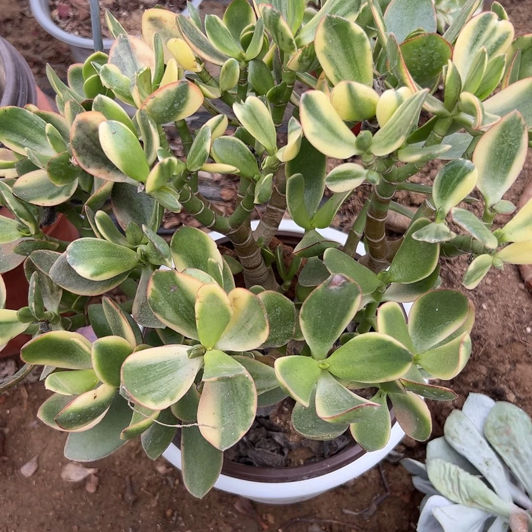 多肉植物多肉植物