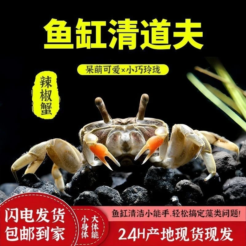 迷你辣椒蟹给鱼缸找个好帮手