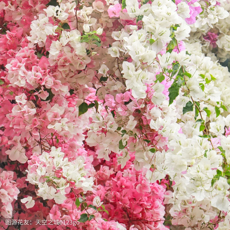 【双旦】花彩三角梅四季开花盆栽苗室内阳台庭院勤花易爆花爬藤