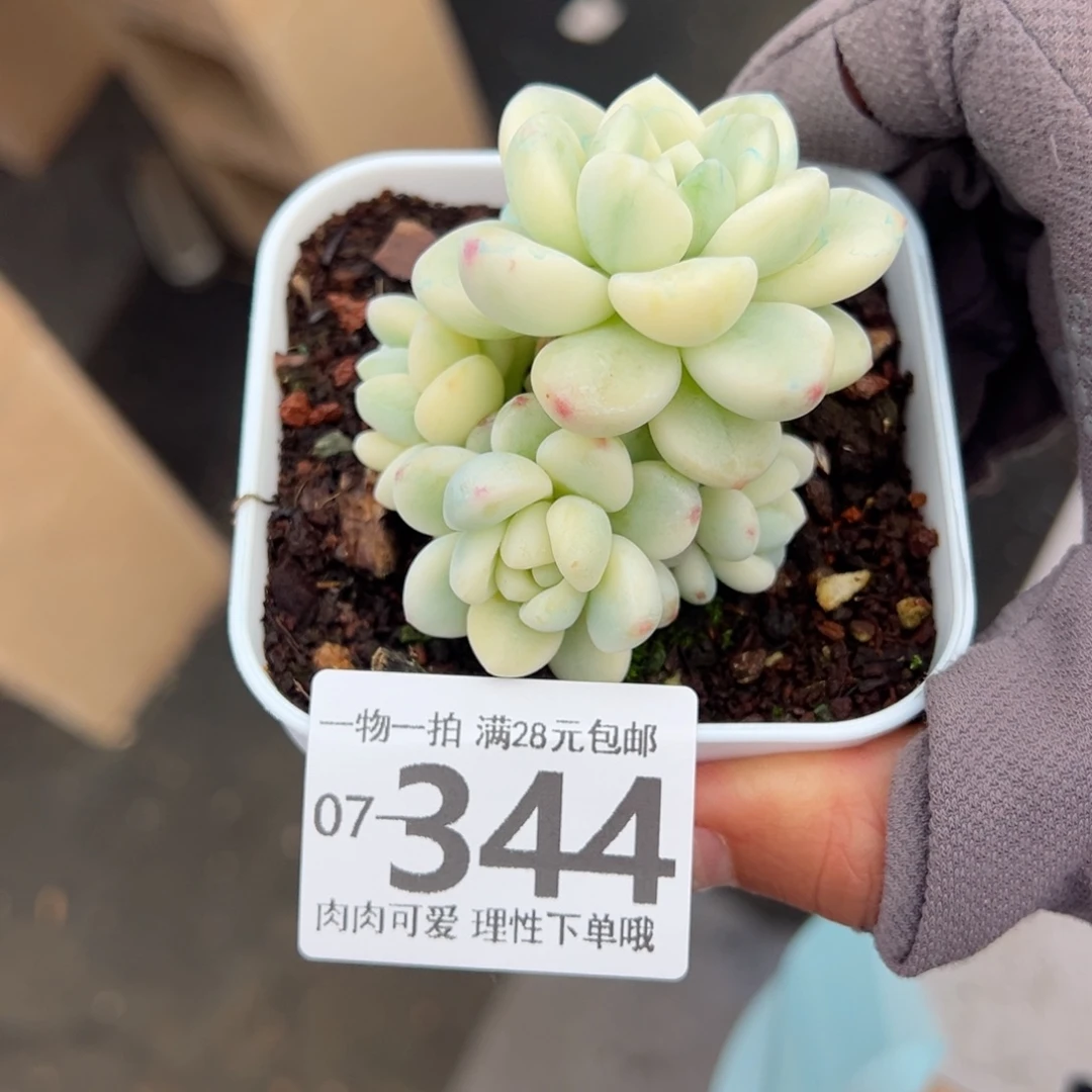 劳尔锦多肉多肉多肉多肉多肉