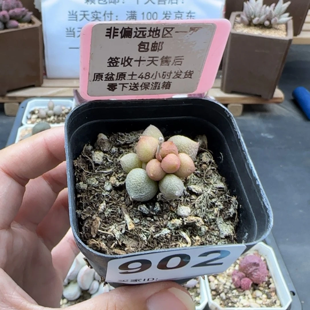 902小辣椒多肉植物