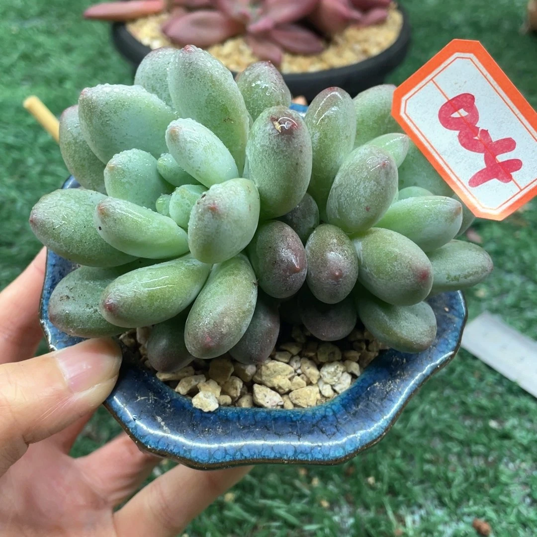 004 一物一拍28包邮非偏远