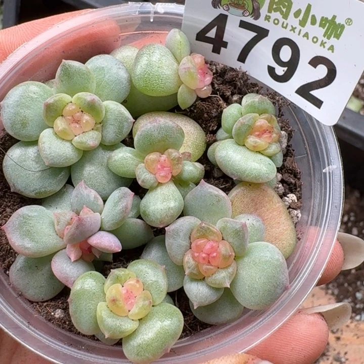 多肉植物多肉植物