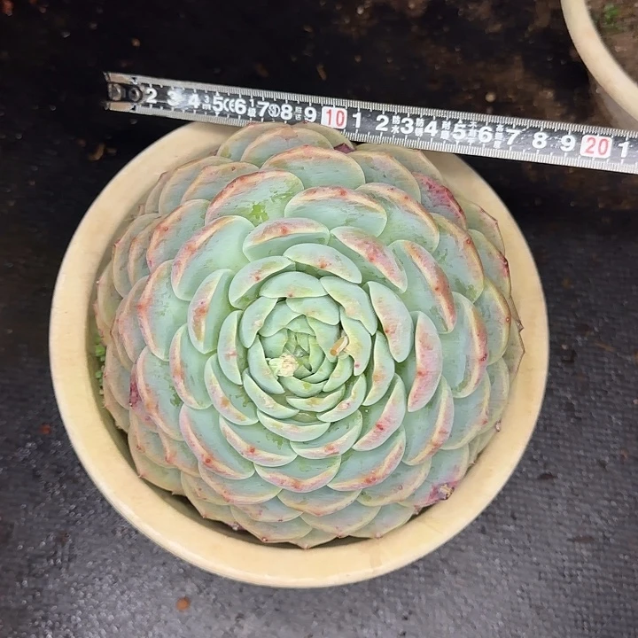 大单头306 多肉植物一物一拍