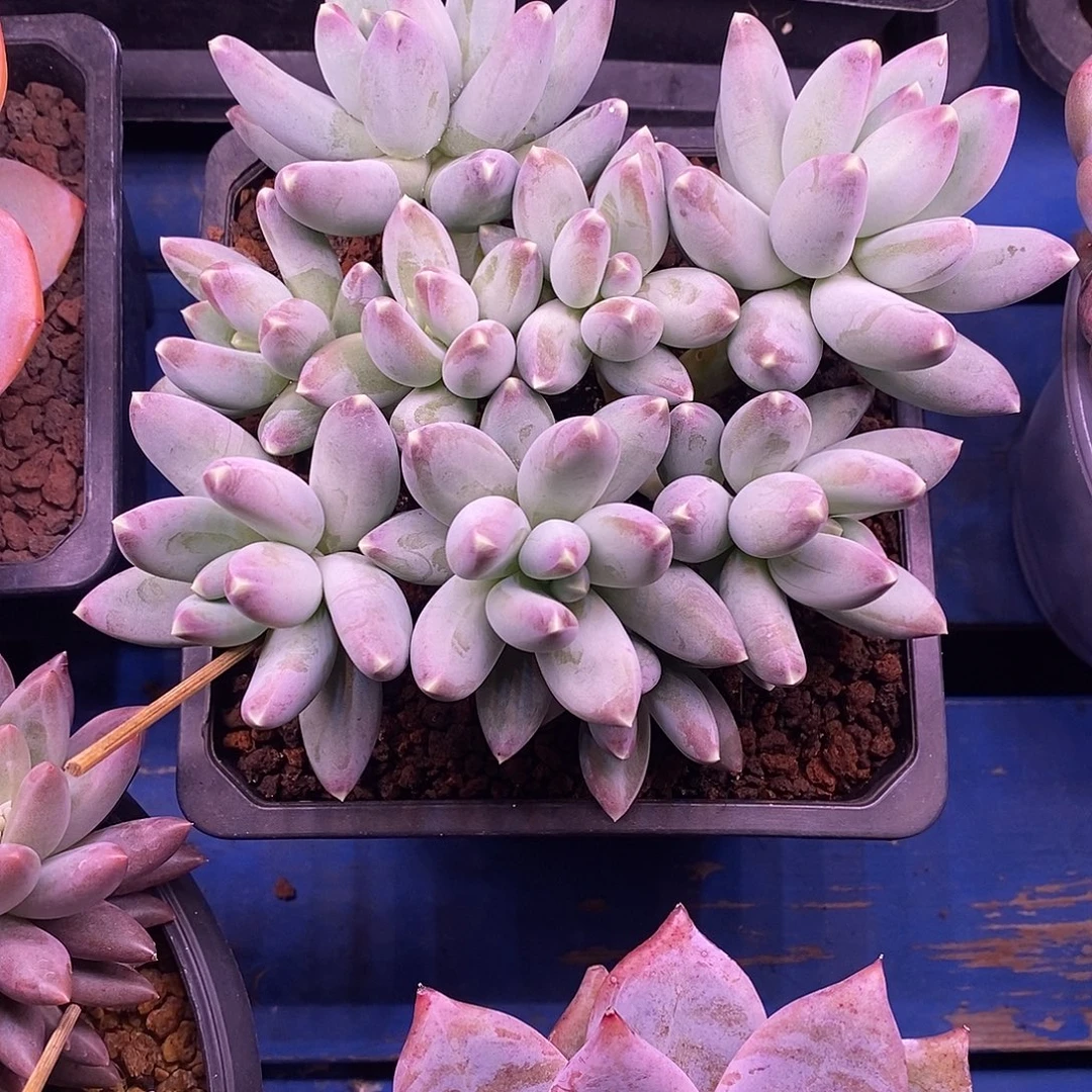 无坎平头星空美人多肉