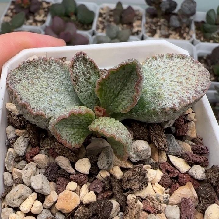 银妃斑画水泡多肉植物