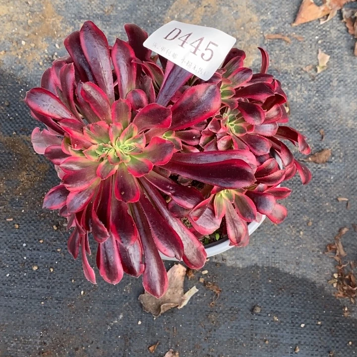 445美杜莎多肉丛林朵朵缀化