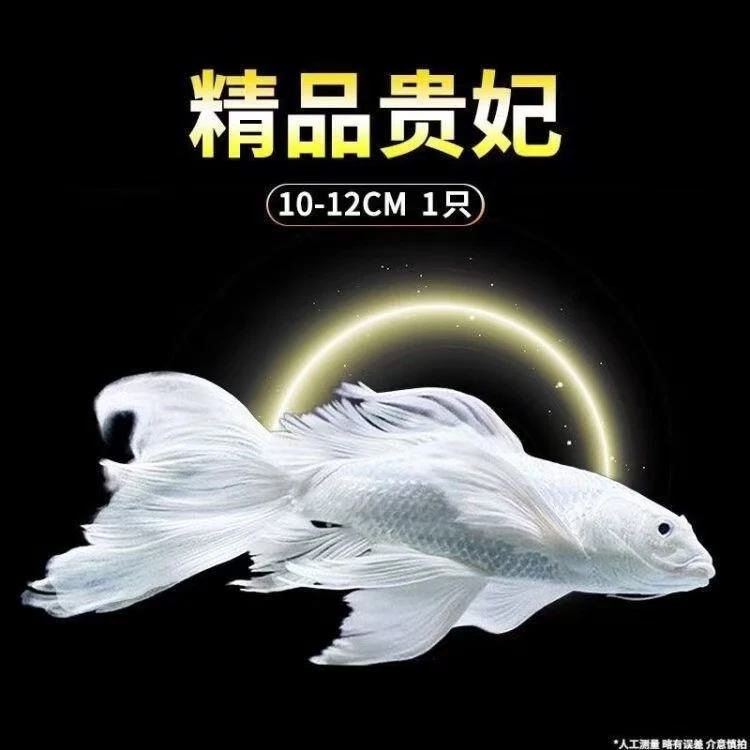 1-200直播纯种红白三色黄金招财精品锦鲤活鱼公园庭院锦鲤鱼
